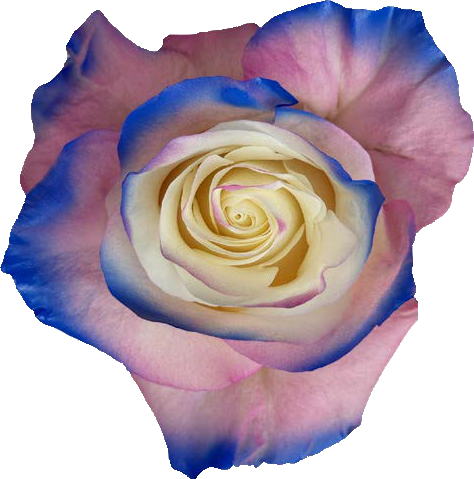 BLUE AND PINK Rose
