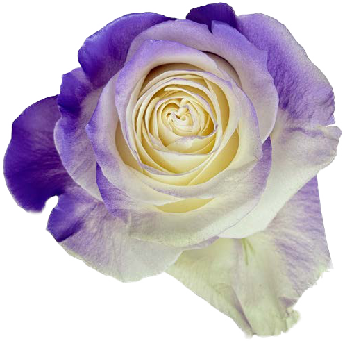 LILAC AND WHITE GRADIENT Rose