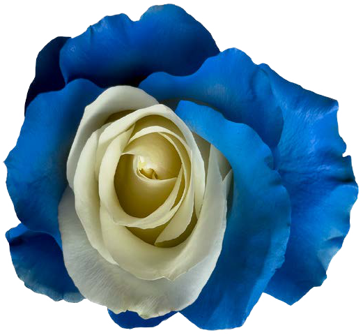 LIGHT BLUE AND WHITE Rose