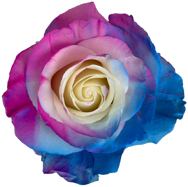 MIXED BLUE AND PINK Rose