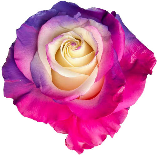 MIXED FUCHSIA AND PURPLE Rose