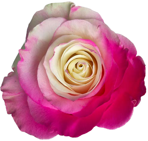 PINK GRADIENT Rose