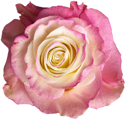 PINK AND WHITE GRADIENT Rose
