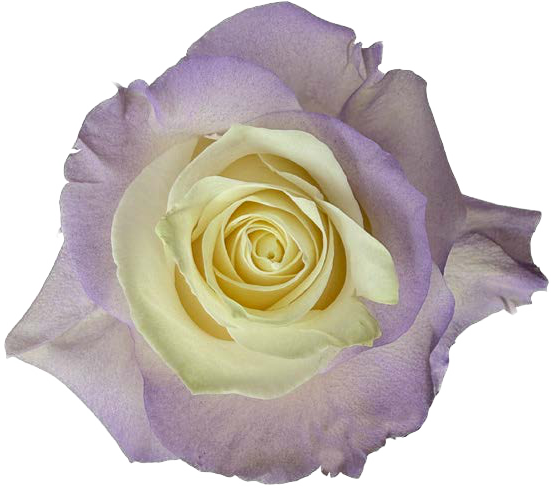 LIGHT LILAC GRADIENT Rose
