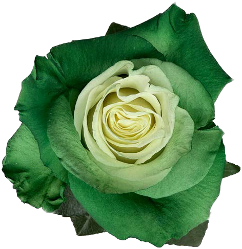 GREEN AND WHITE GRADIENT Rose
