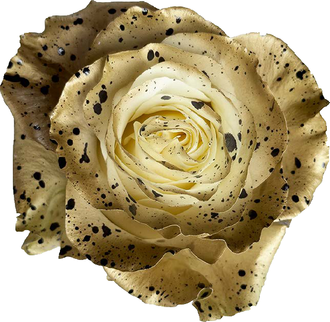 WHITE TERRACOTTA Rose