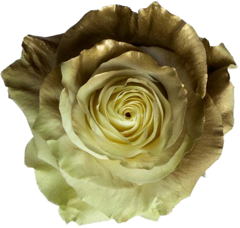 SILVER GRADIENT TERRACOTTA Rose
