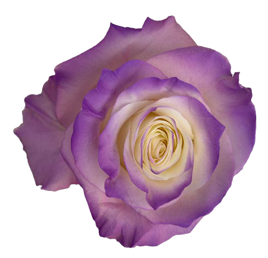 LILAC AND YELLOW Rose