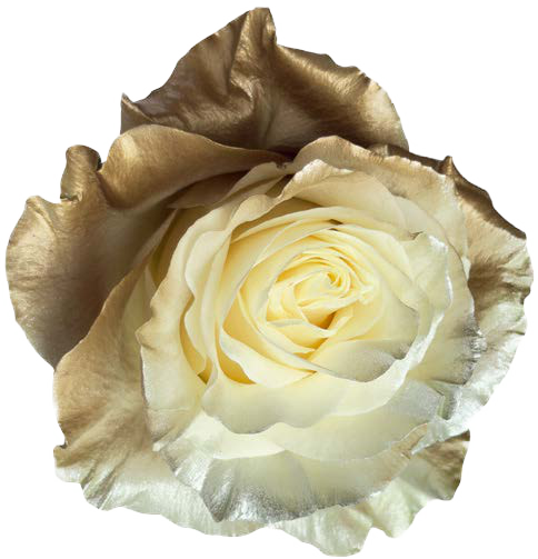 SILVER WHITE TERRACOTTA Rose