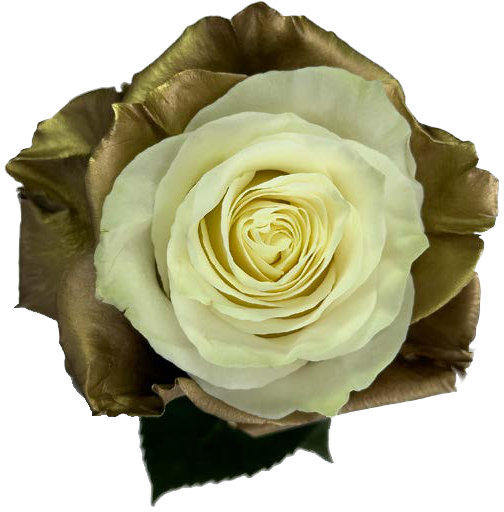 SILVER AND WHITE CHOCOLATE Rose