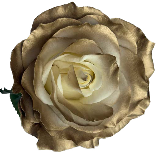 SILVER CHOCOLATE Rose