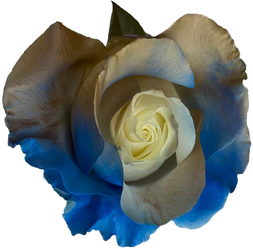 CHOCOLATE AND BLUE GRADIENT Rose