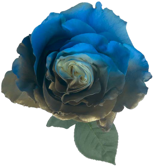 SILVER CHOCOLATE WITH BLUE GRADIENT Rose