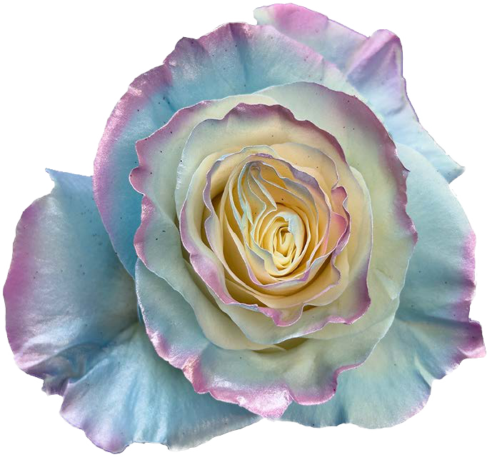 AURORA CELESTE Rose