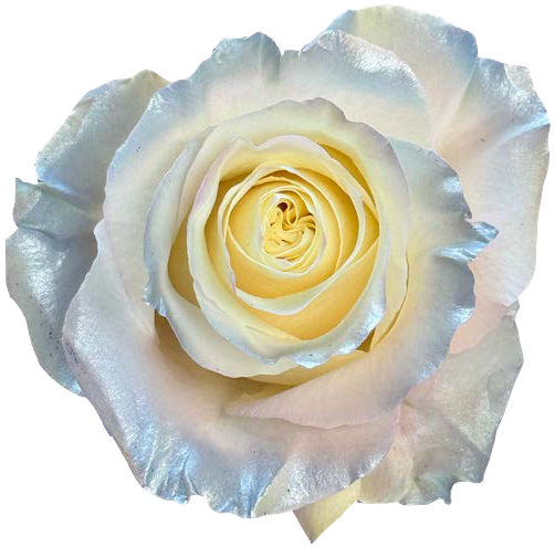 AURORA WHITE Rose