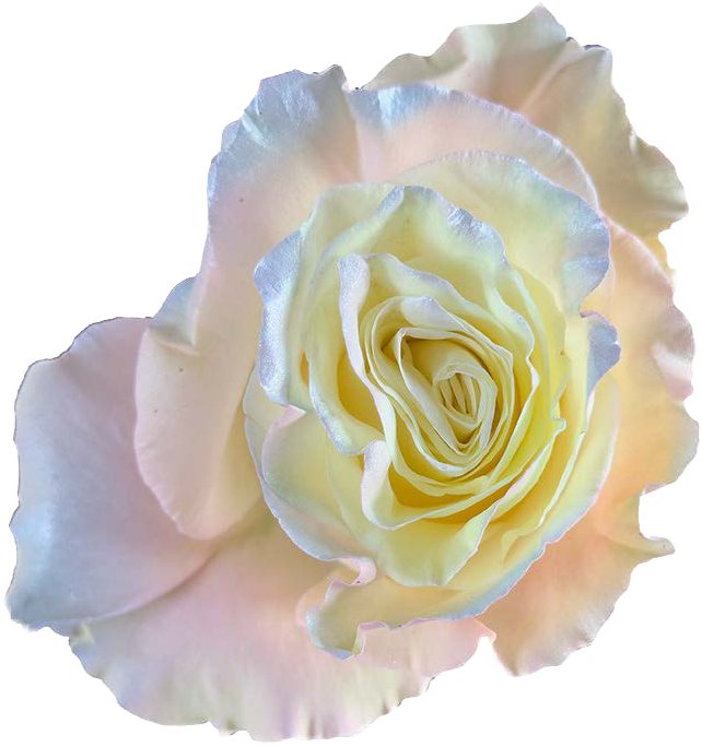 AURORA PING PEAR Rose