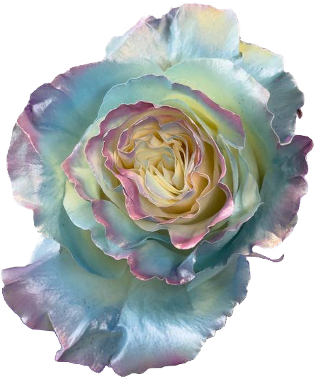 AURORA PEARL Rose