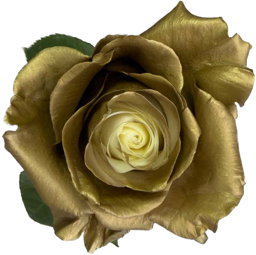 SILVER YELLOW Rose