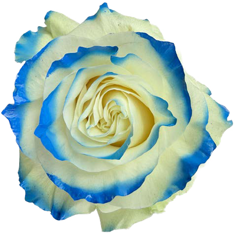 BLUE AND WHITE Rose