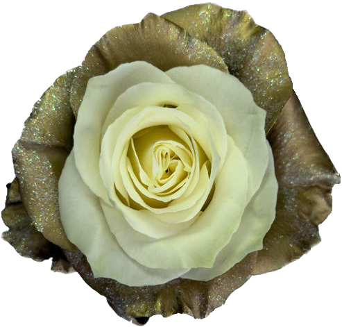 MILITARY GREEN WITH WHITE Rose