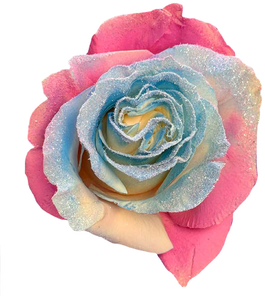 FROSTIN GLITTER Rose