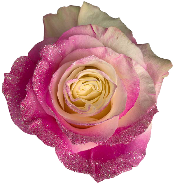 PINK GRADIENT GLITTER Rose