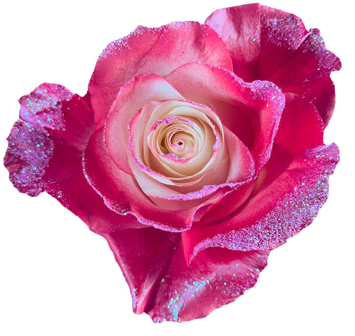 FUCHSIA GRADIENT GLITTER Rose