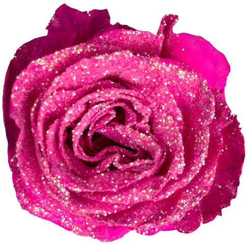 FUCHSIA GLITTER Rose