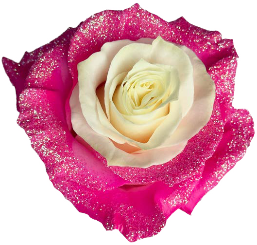 FUCHSIA AND WHITE GLITTER Rose