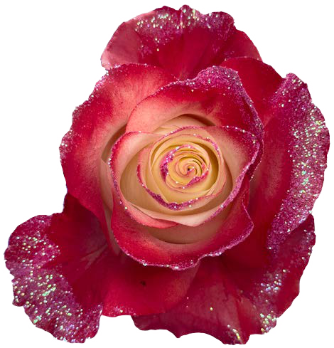RED GLITTER Rose
