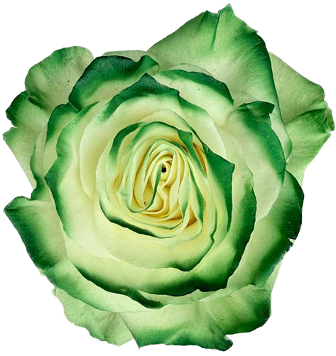 GREEN AND WHITE Rose