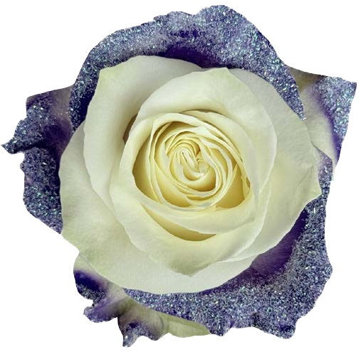 WHITE AND PURPLE GLINTTER Rose