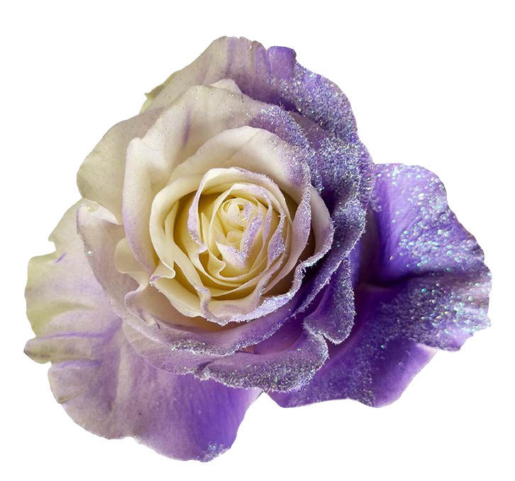 PURPLE AND WHITE GLINTTER Rose