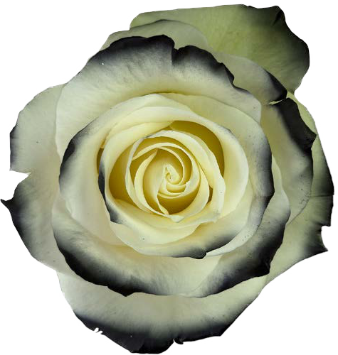 BLACK AND WHITE Rose