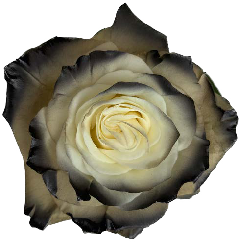 BLACK AND WHITE GRADIENT Rose