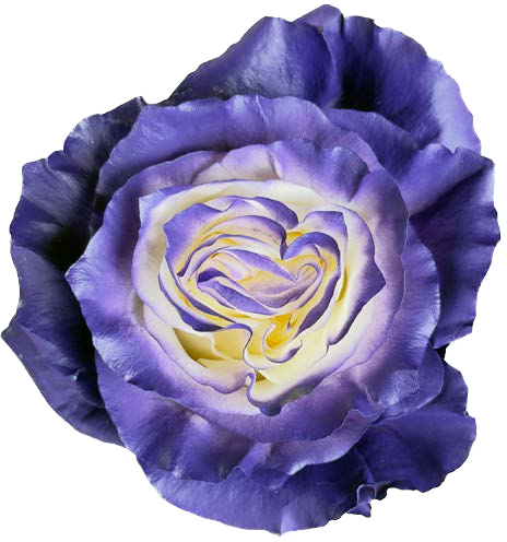 PURPLE AND WHITE GRADIEN Rose
