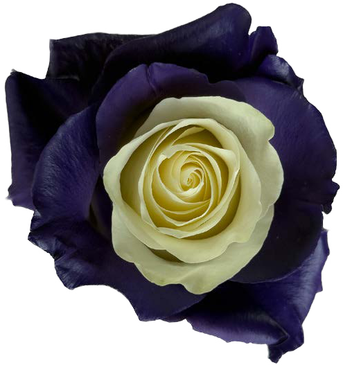 DARK PURPLE AND WHITE Rose
