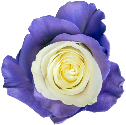LILAC AND WHITE Rose