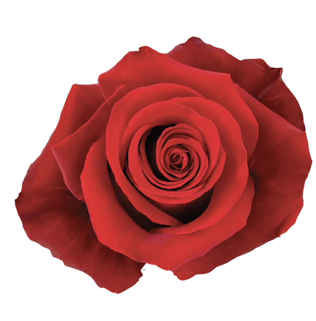 FORTUNE Rose