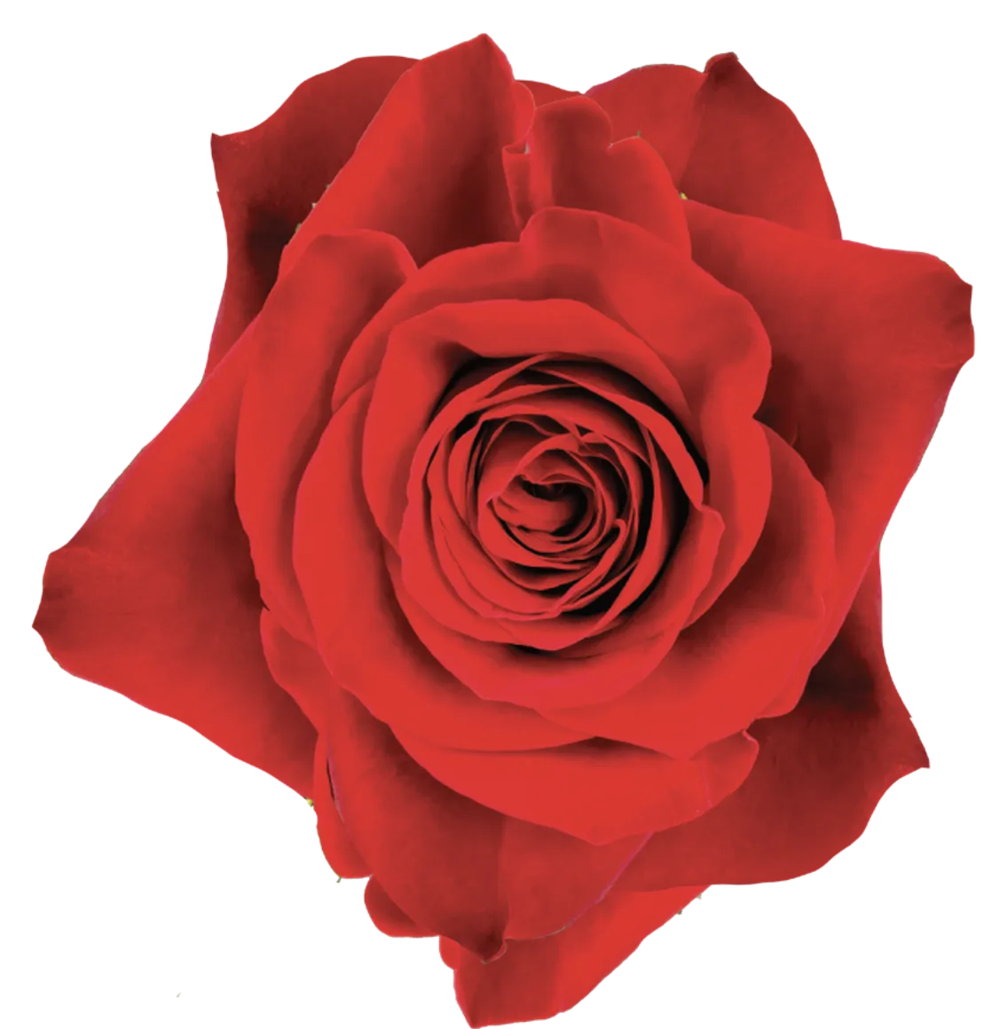 FREEDOM Rose