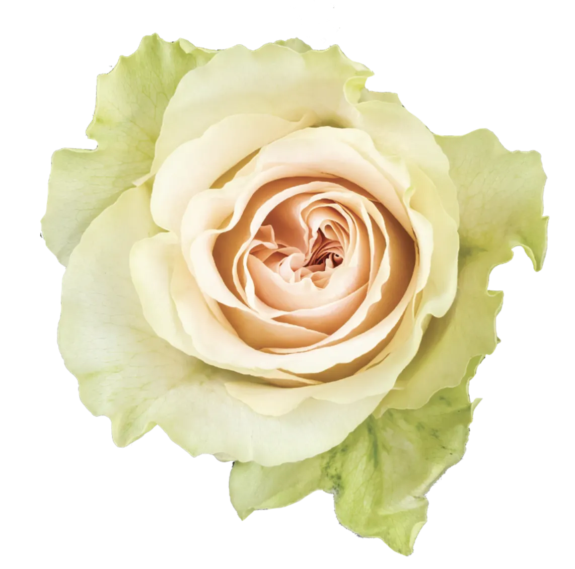 FRUTTETO Rose