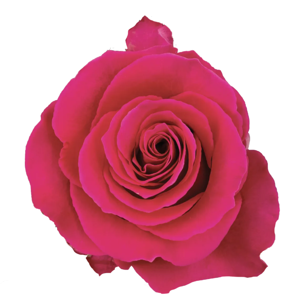 Rosa GOTCHA