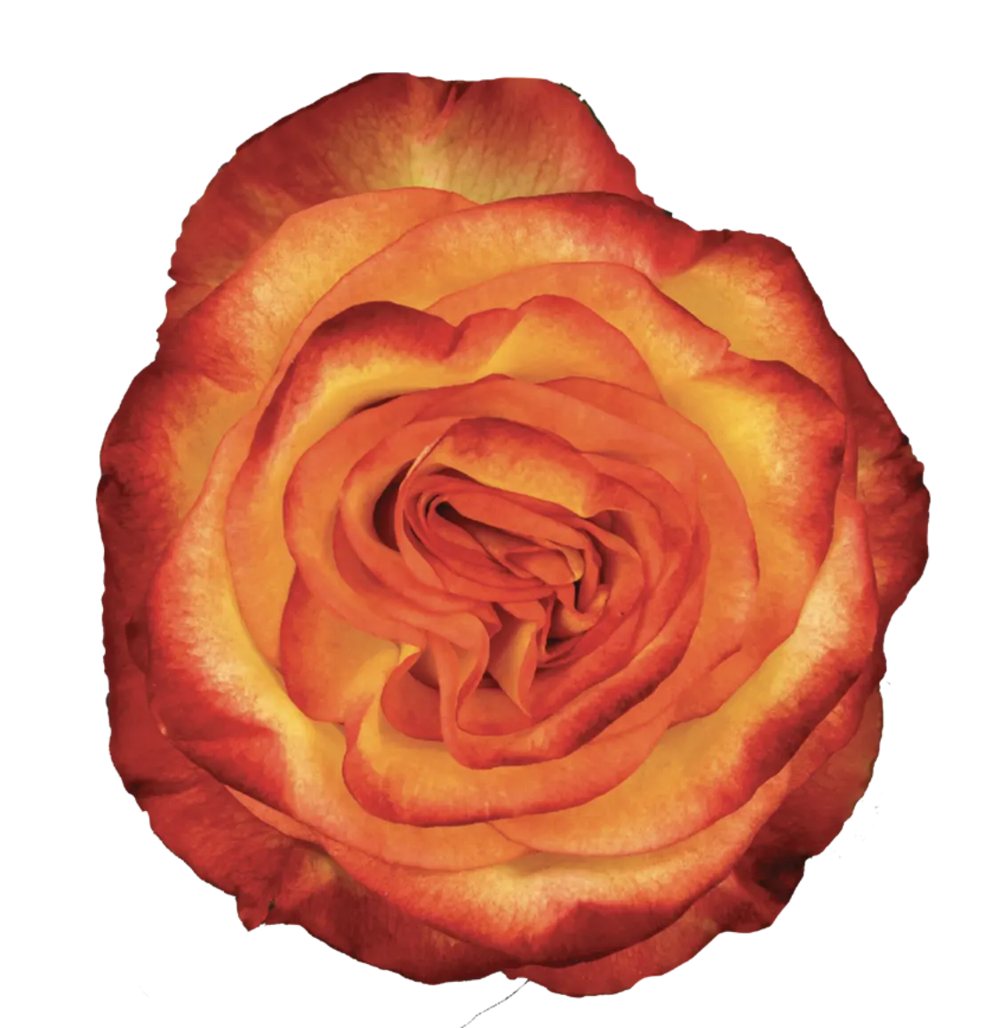 HIGH MAGIC Rose