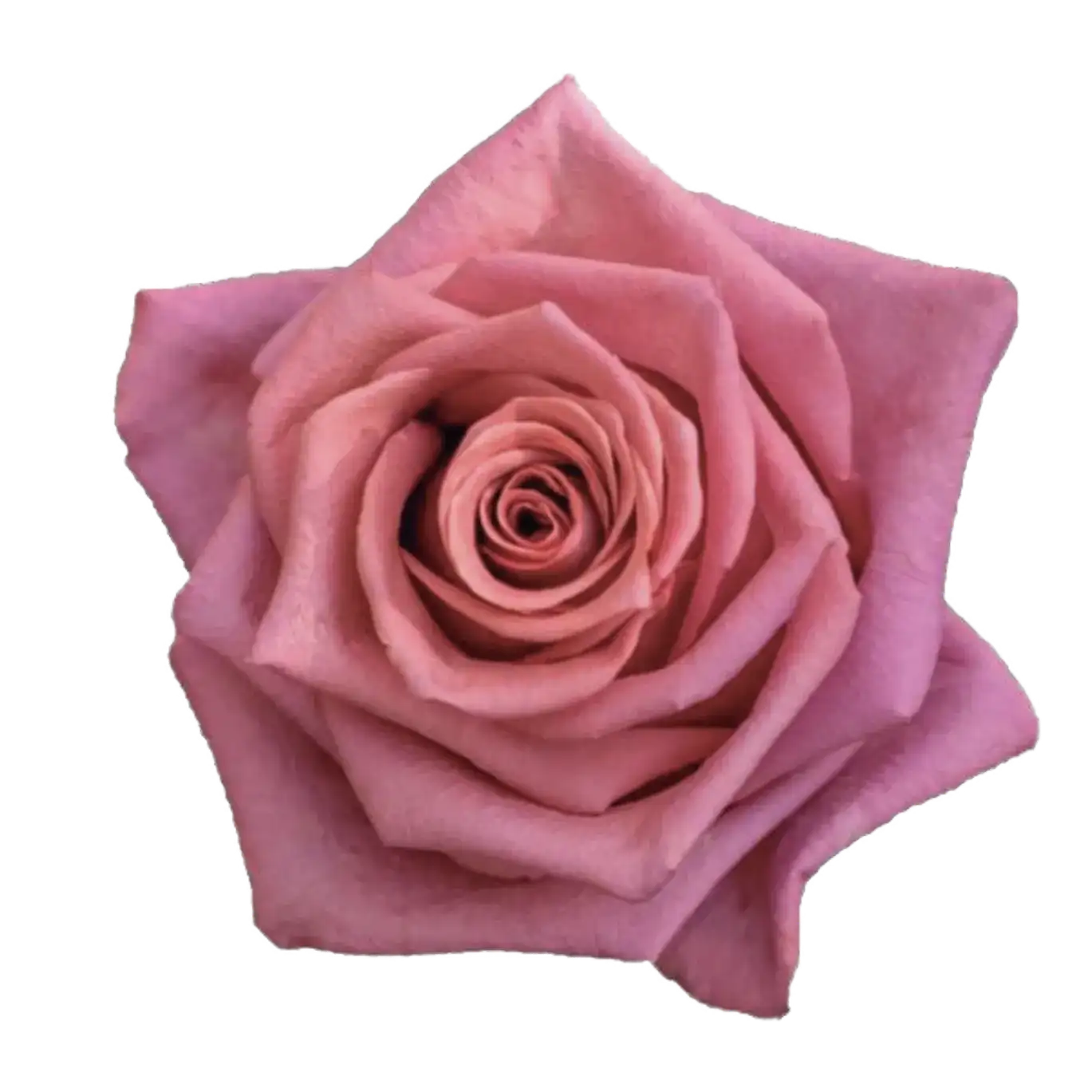 BARISTA Rose