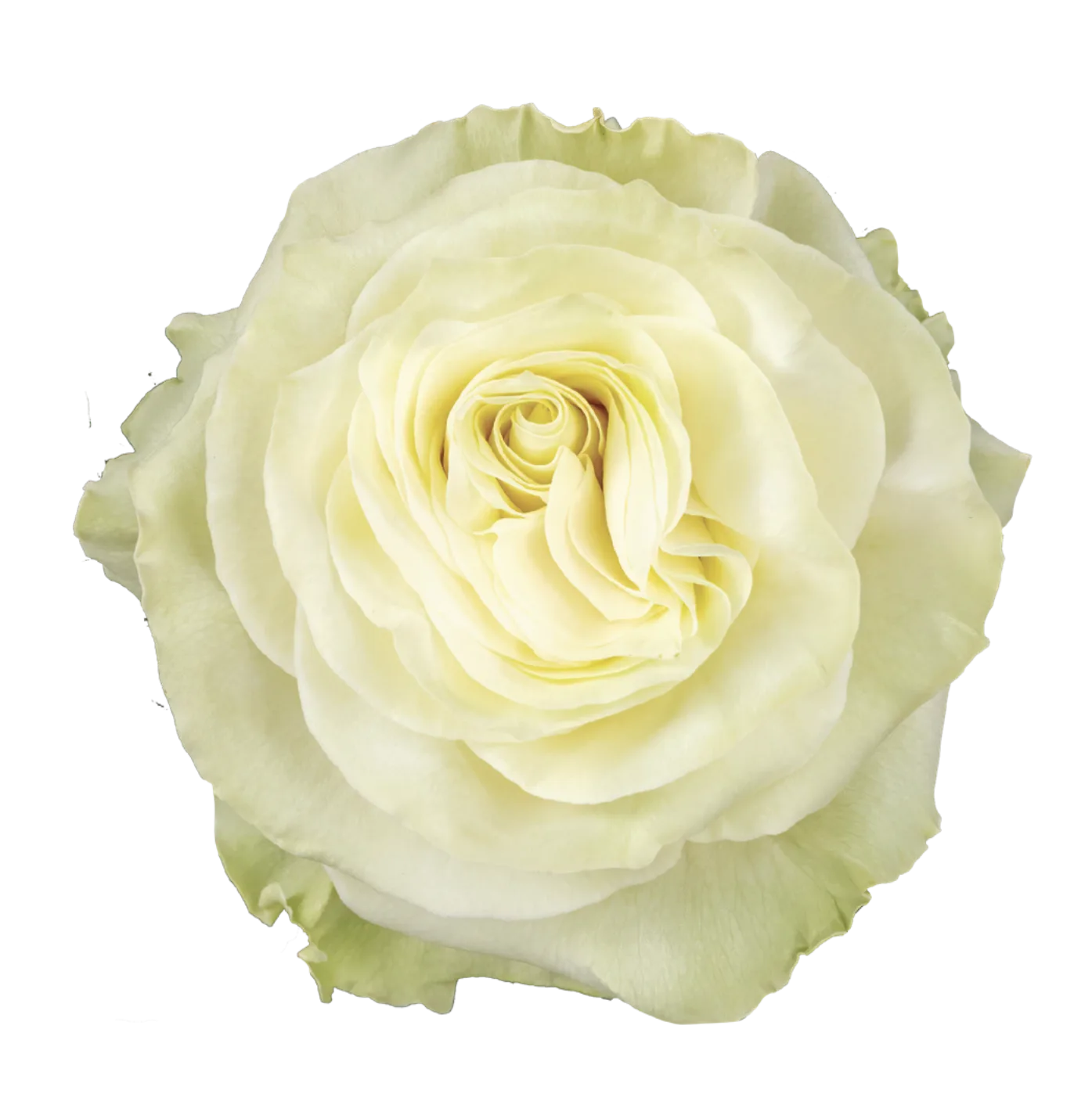 MONDIAL Rose