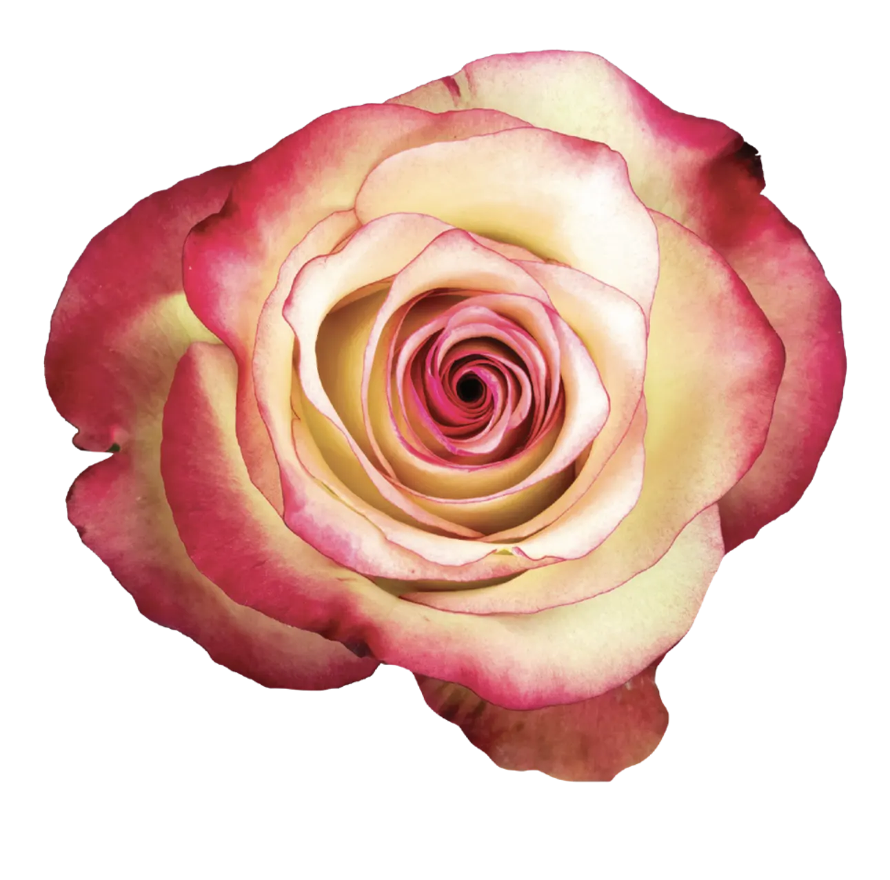 PALOMA Rose