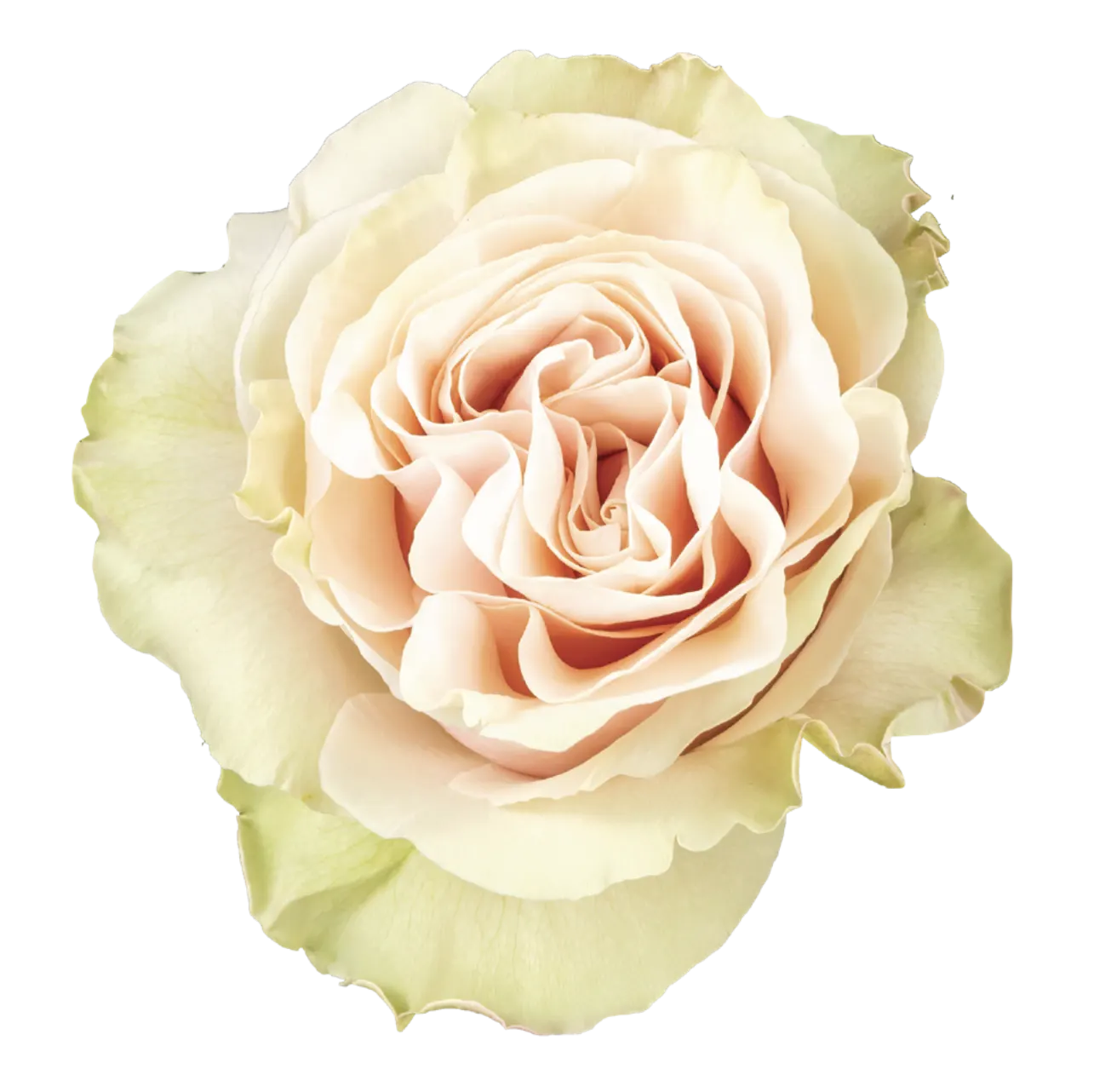 PINK MONDIAL Rose