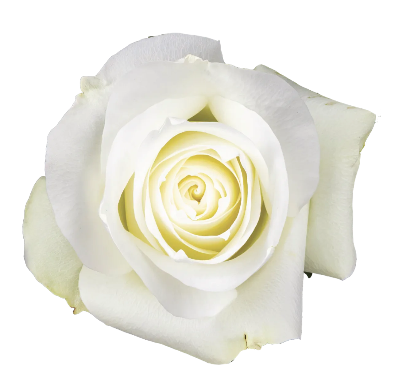 PROUD Rose