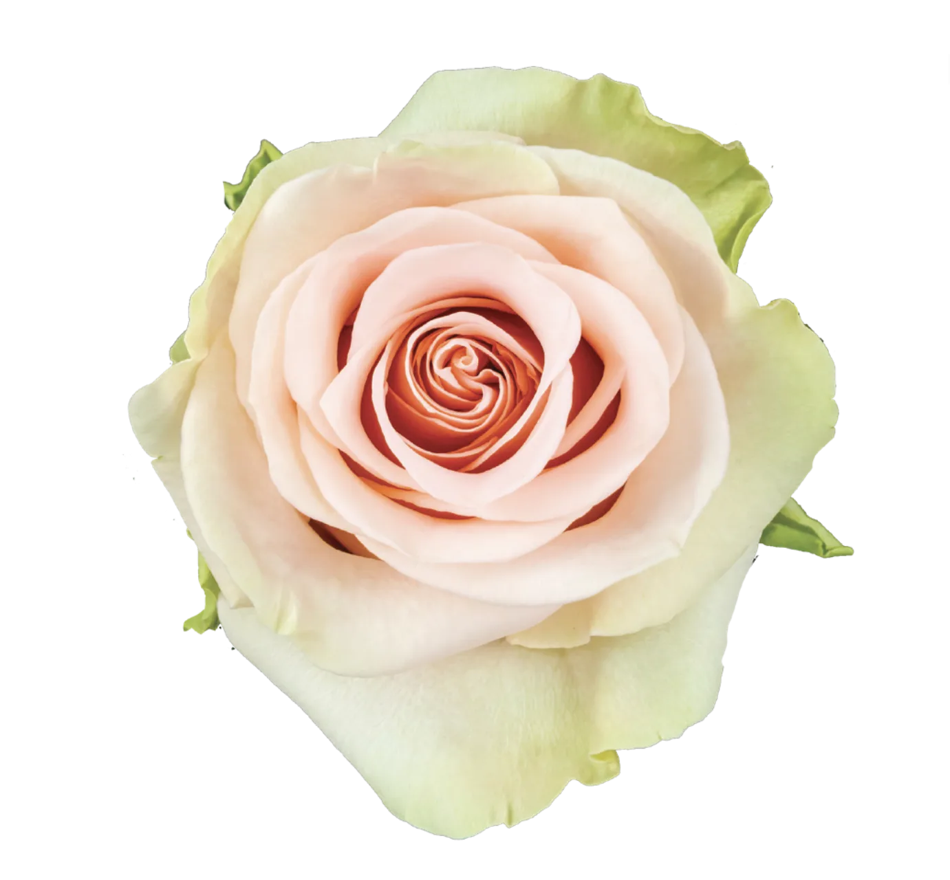 SALMA Rose
