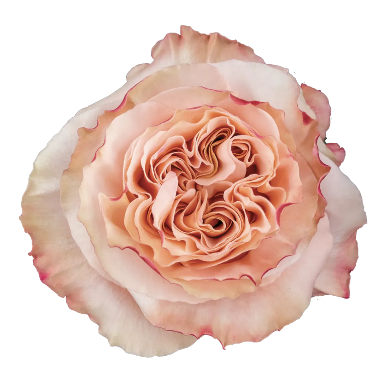 SHIMMER Rose